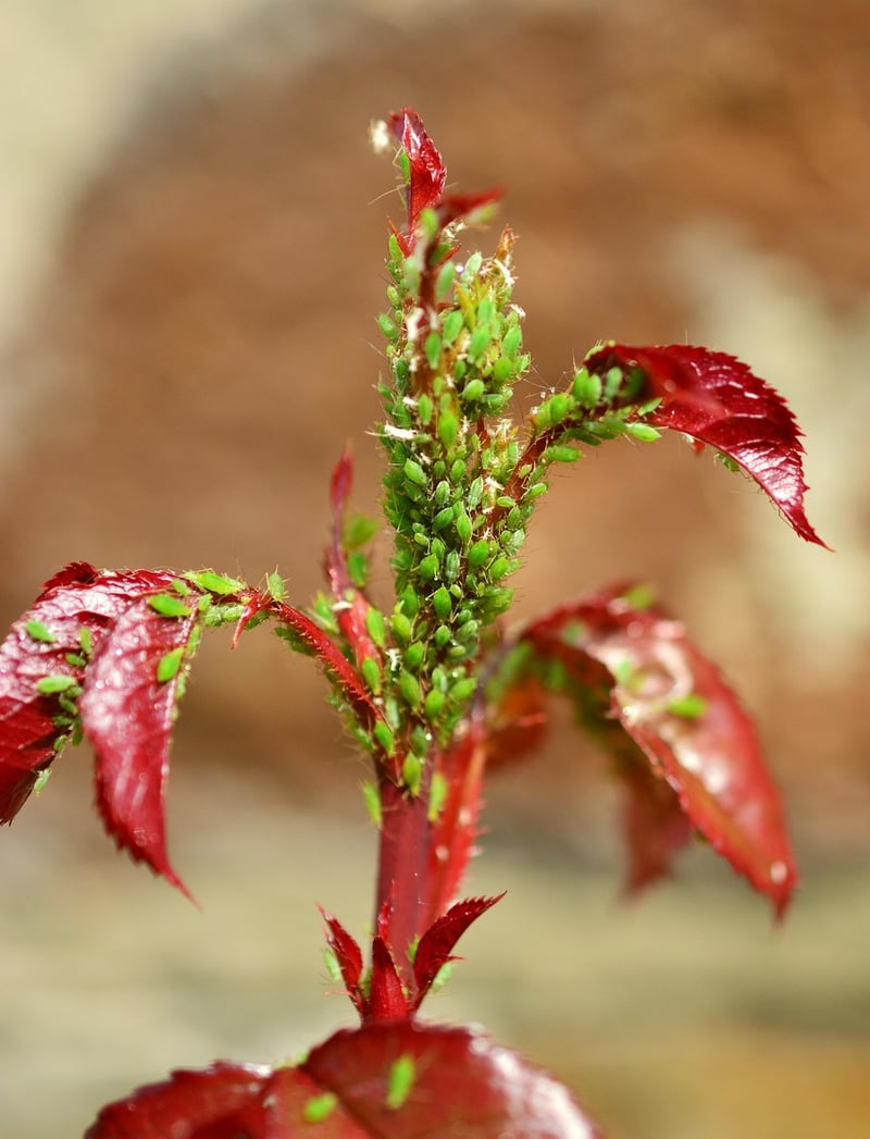 Aphids on a plant