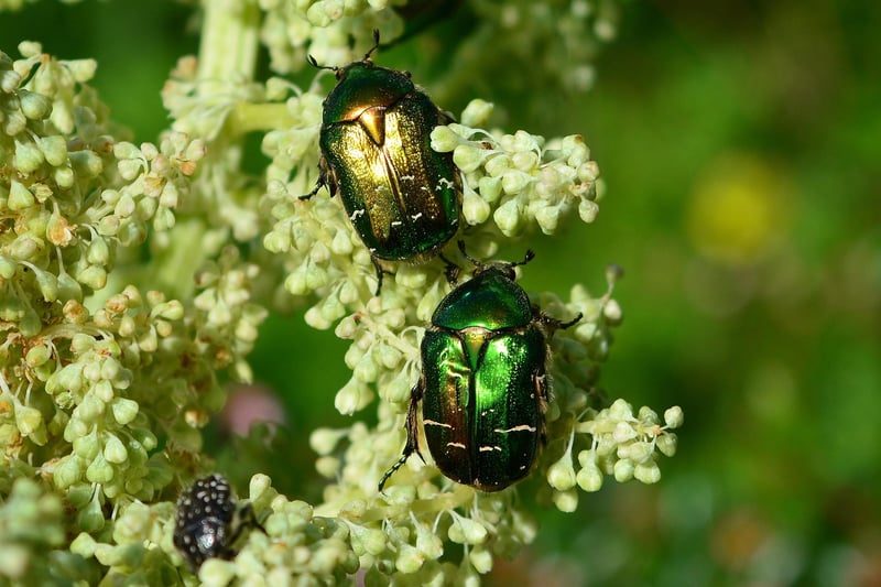 Aphids