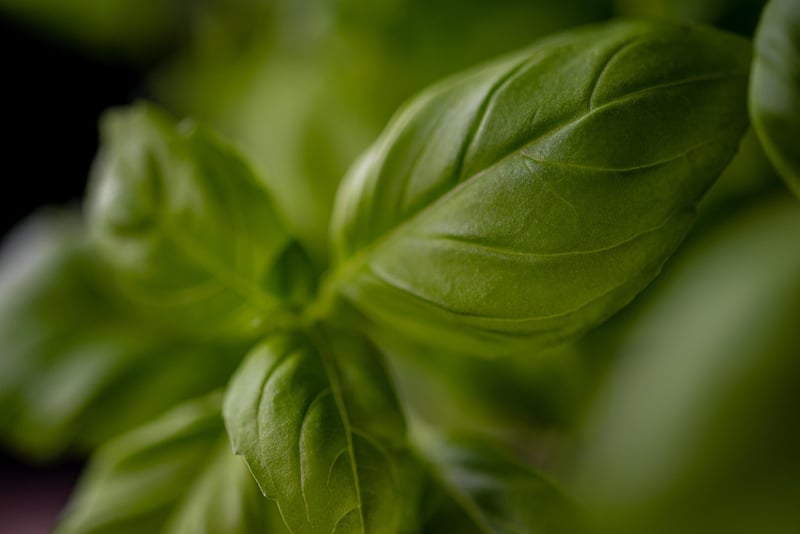 Tin Can Herb Garden