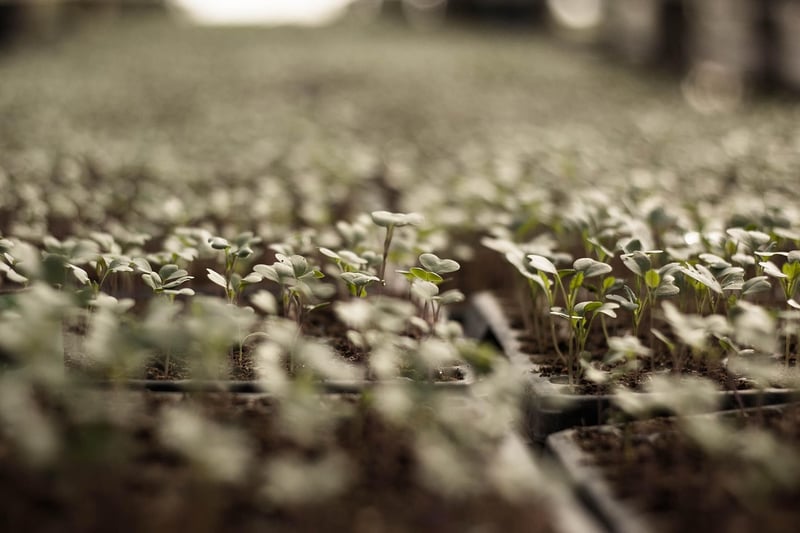 Plants in Sunlight