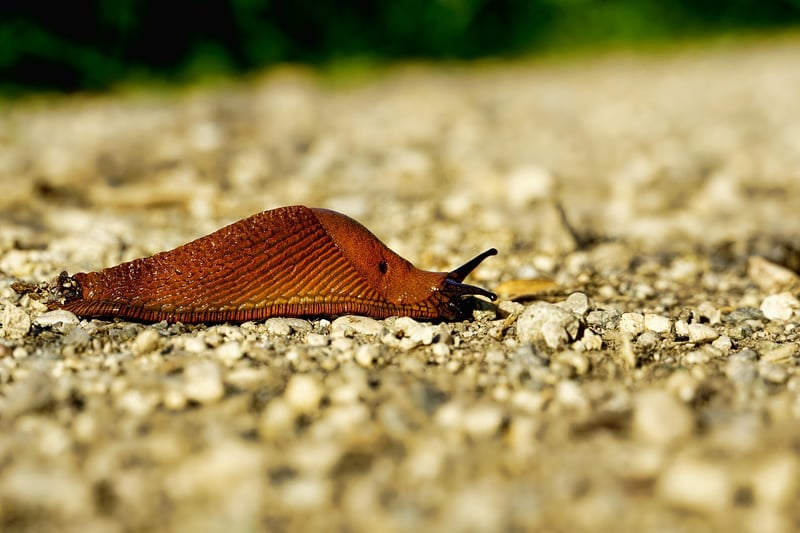 Snails in a garden